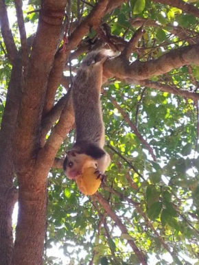 Yala Tree House Safari- Local's Stay at the Border of Yala National Park